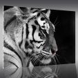 Quadro Plexiglass Tigre