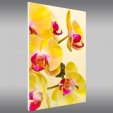 Quadro Forex orchidea