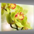 Quadro Forex orchidea