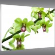 Quadro Forex orchidea