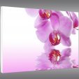 Quadro Forex orchidea