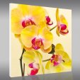 Quadro Forex orchidea