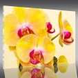 Quadro Plexiglass orchidea