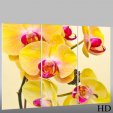 Trittico Forex orchidea