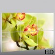 Trittico Forex orchidea