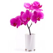 Adesivo Murale bambino fiore vaso orchidea