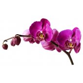 Adesivo Murale bambino orchidea