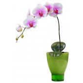 Adesivo Murale bambino  orchidea