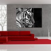 Quadro Forex Tigre