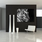 Quadro Forex Tigre