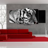 Quadro Forex Tigre